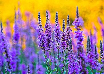 索尼在收购CDPR？这可能是一个假消息