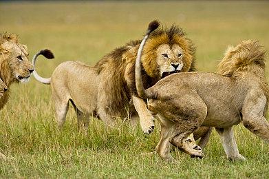 《哥谭骑士》开发商将参与《神奇女侠》游戏制作